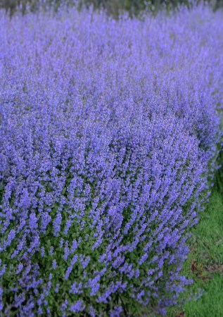 КОТОВНИК ( НЕПЕТА)  Фассена Purrsian Blue